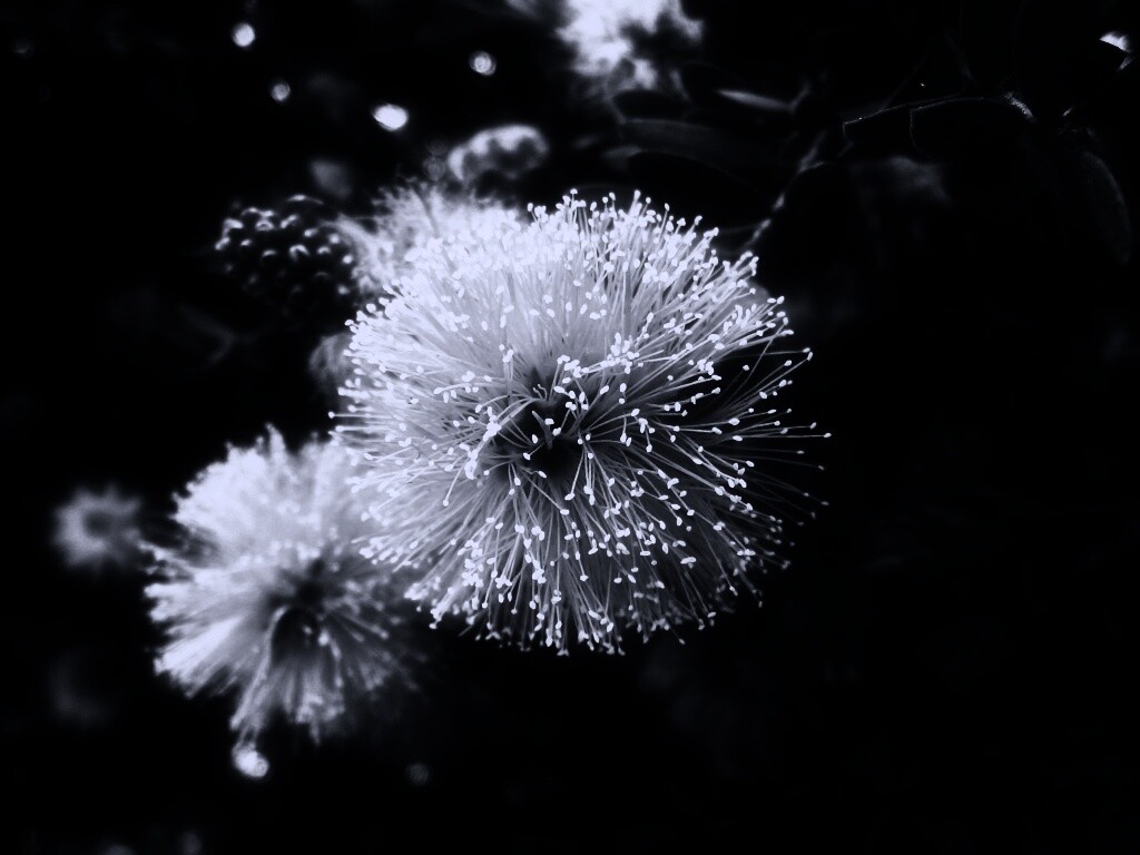 Сказочный цветок обои