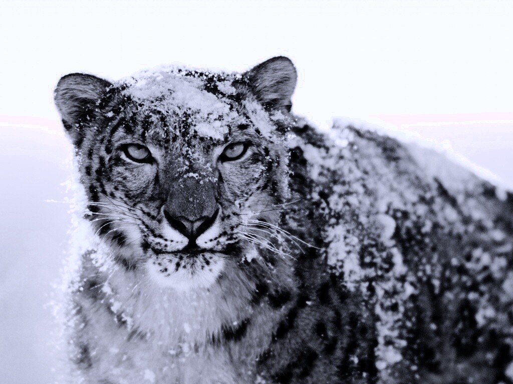 Снежный леопард обои