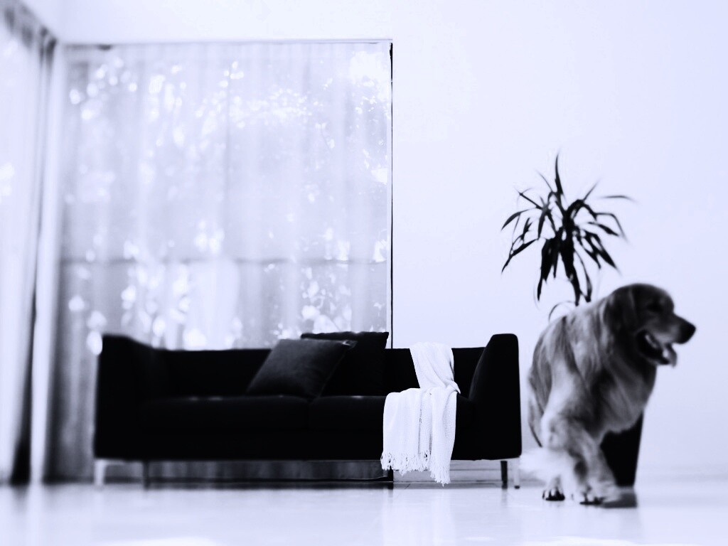 Собака в быту обои