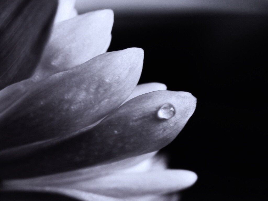 Капля на лепестке обои