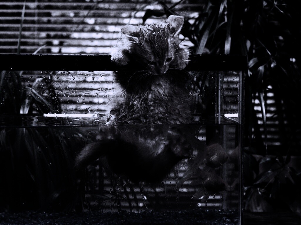 Мокрая киска обои