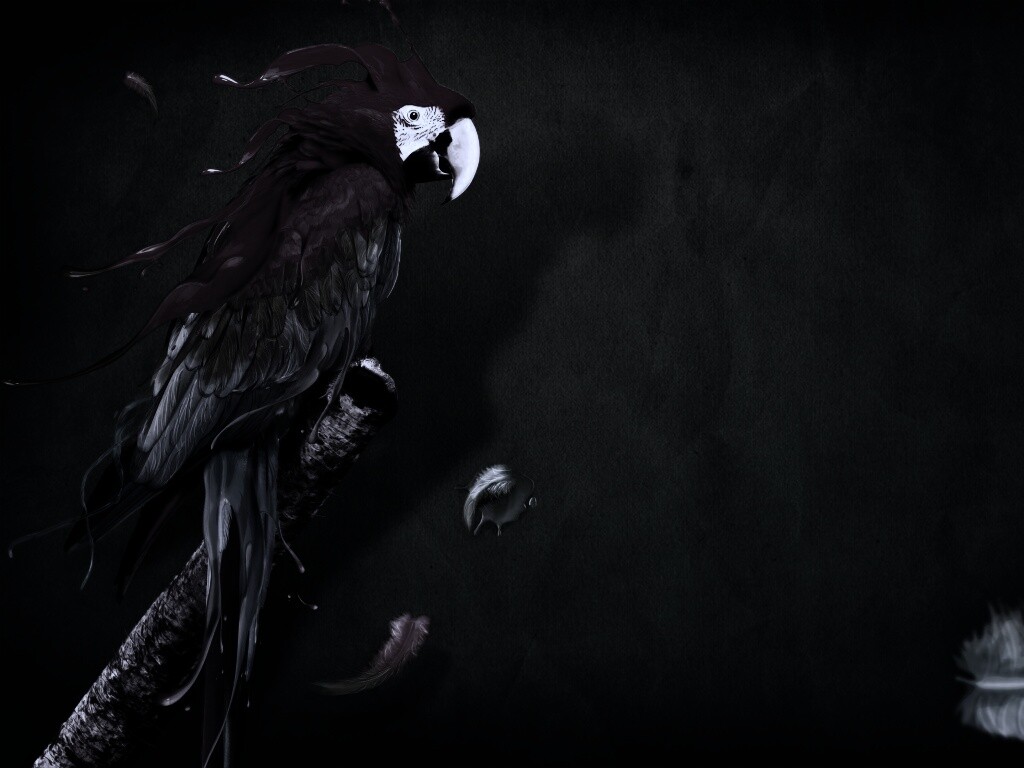 Попугай на ветке обои