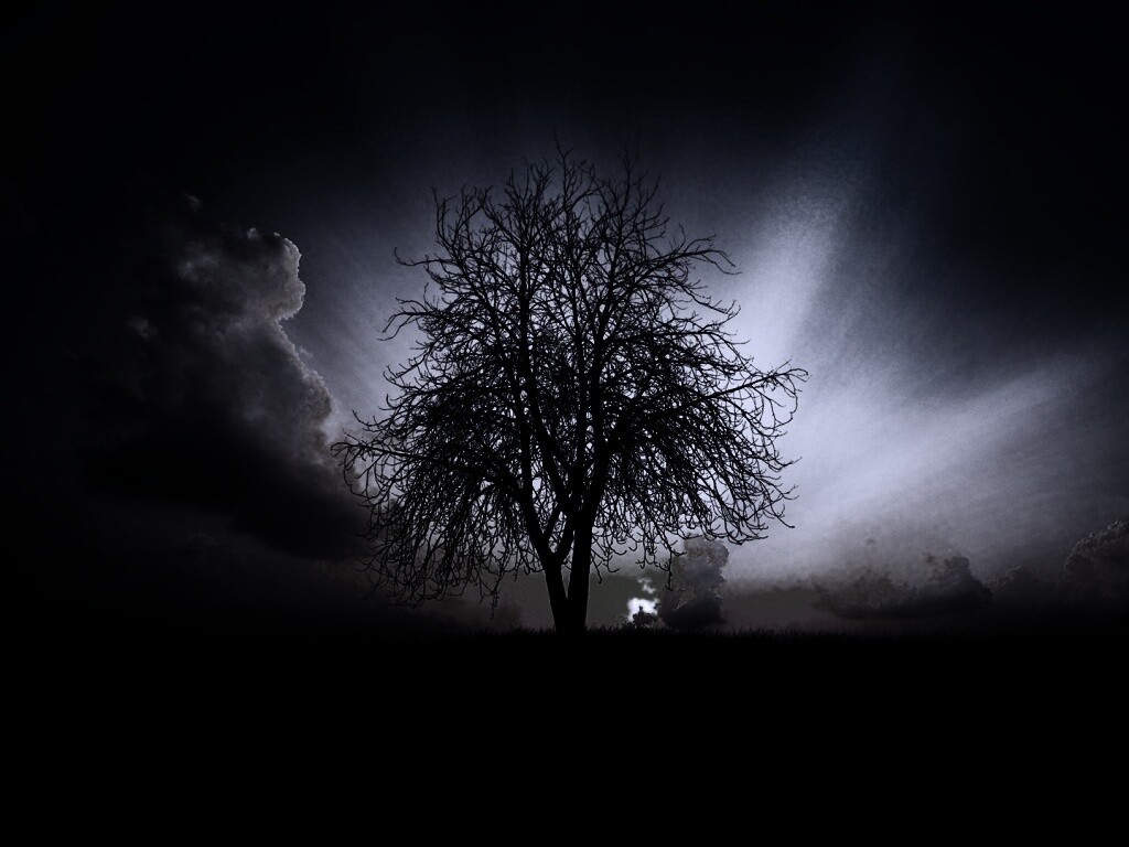 Дерево на закате обои