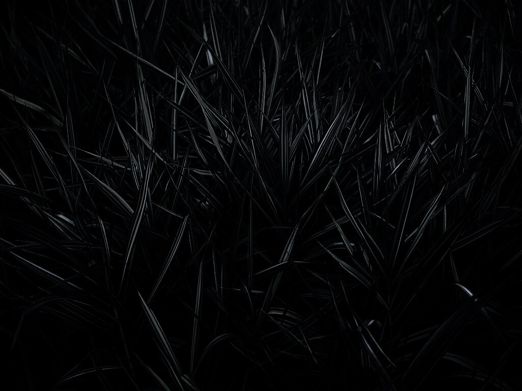 Дикая трава обои