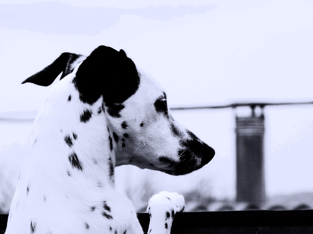 Долматинец смотрит вдаль обои