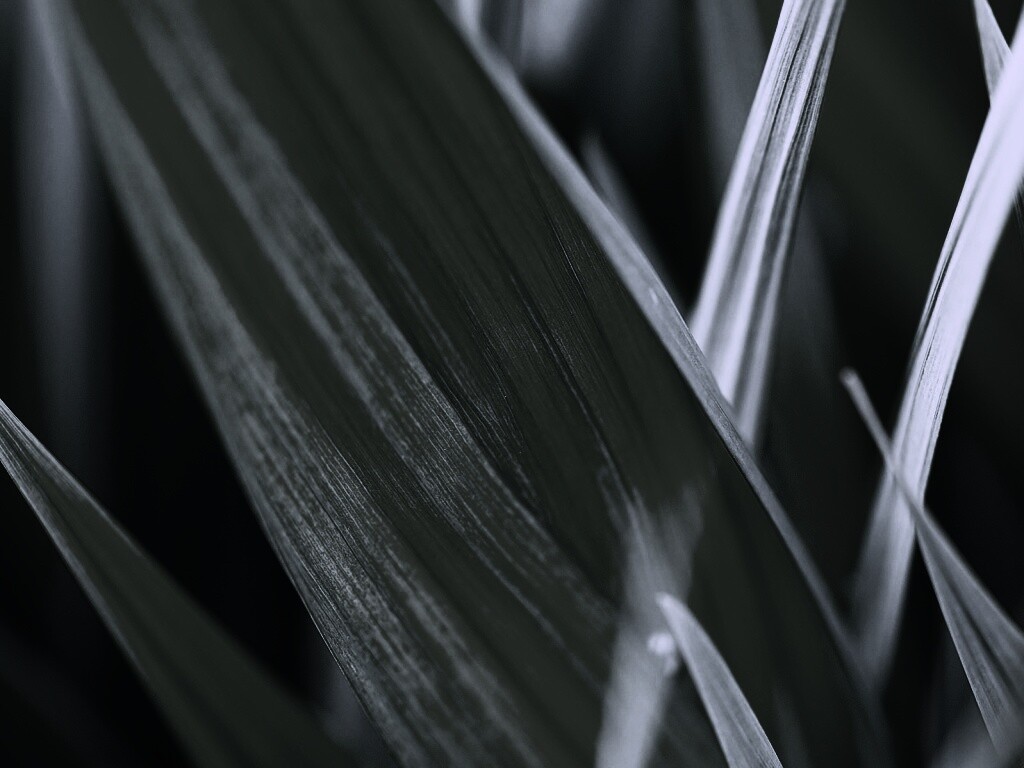 Идеальный кусочек зелени обои