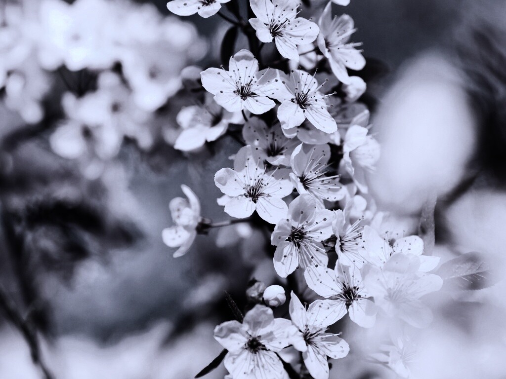 Цветение вишни обои