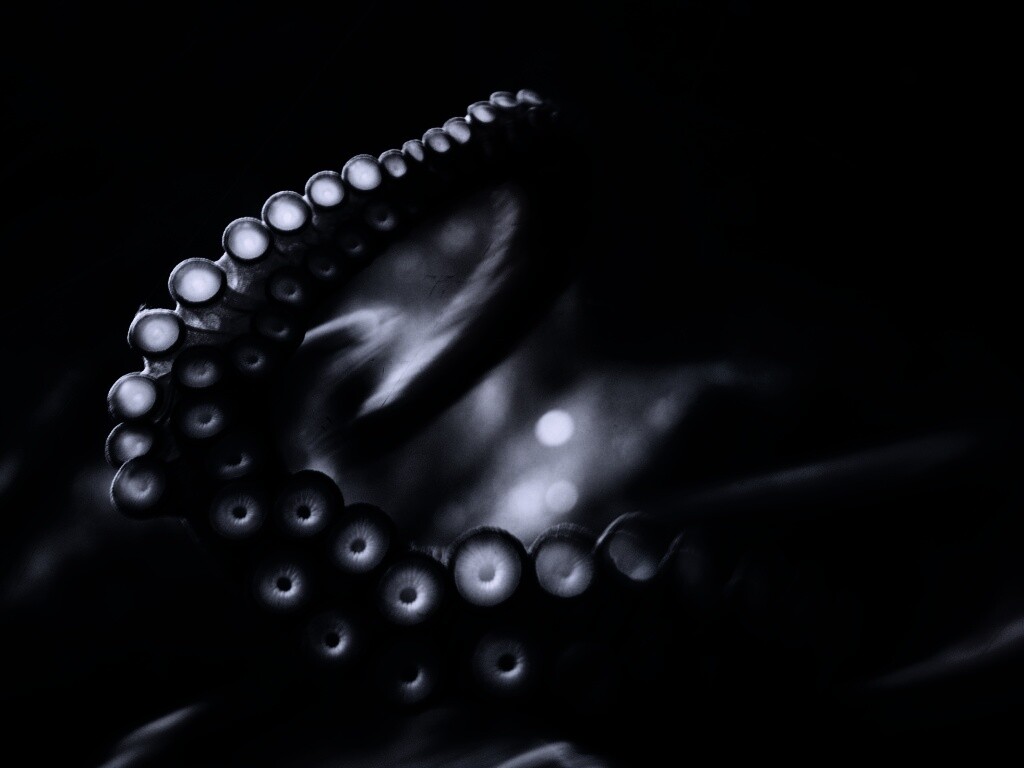 Щупальце обои