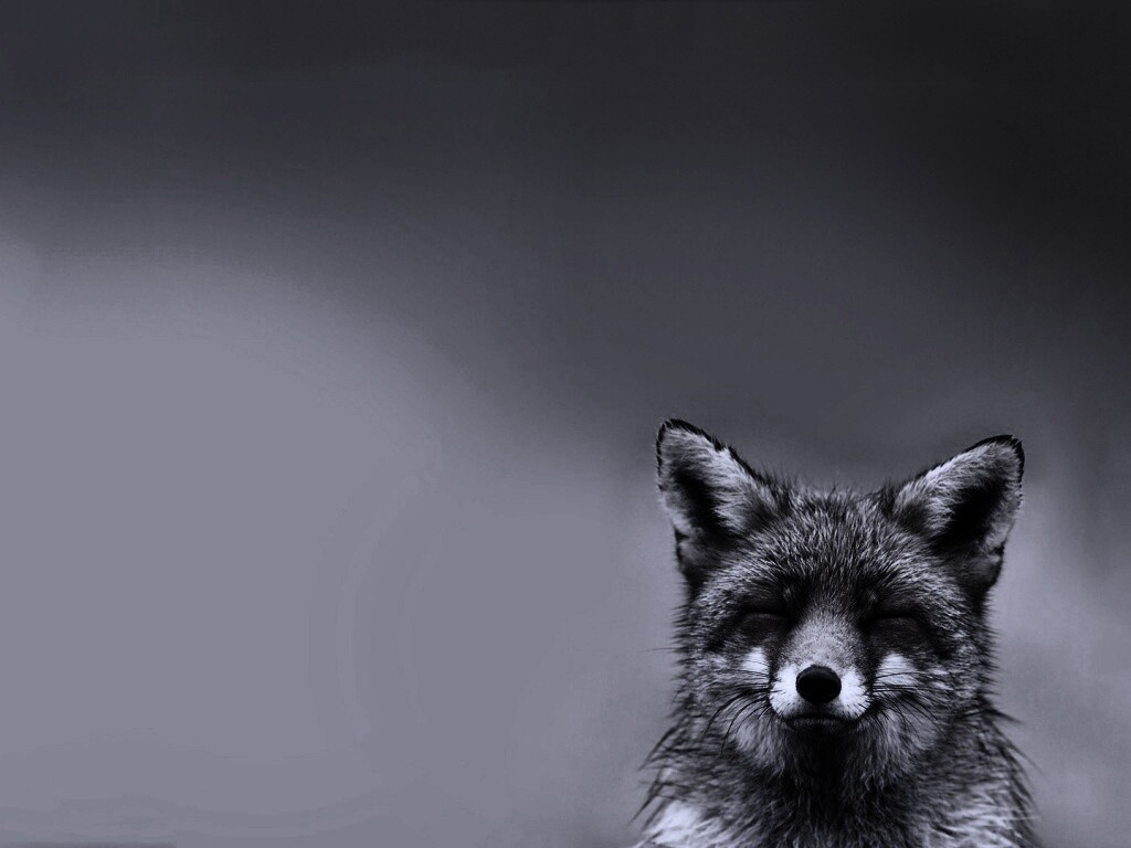 ^_^ Fox обои