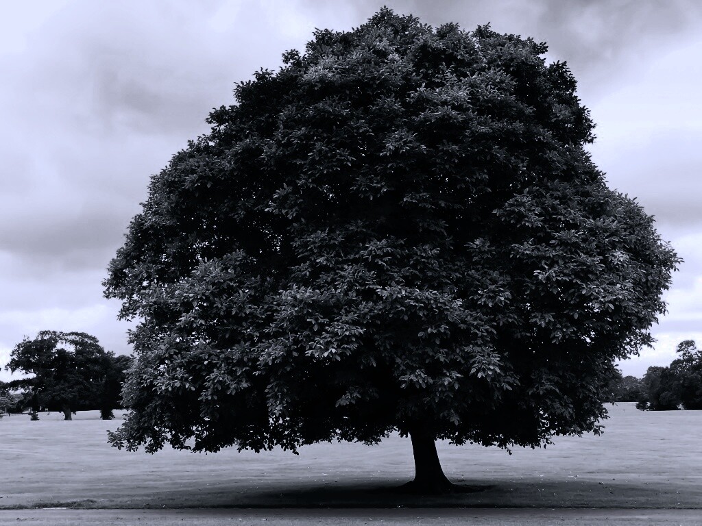 Зеленое ирландское дерево обои