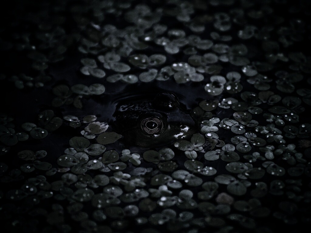 Маленькая лягушка обои