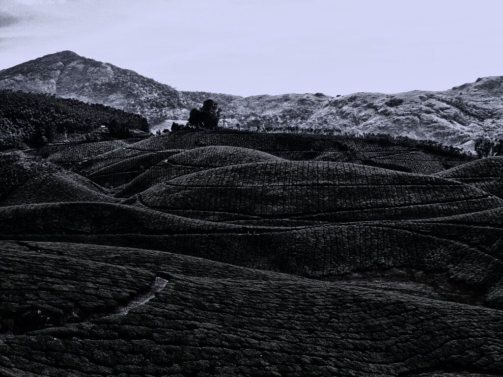 Плантации в Индии обои