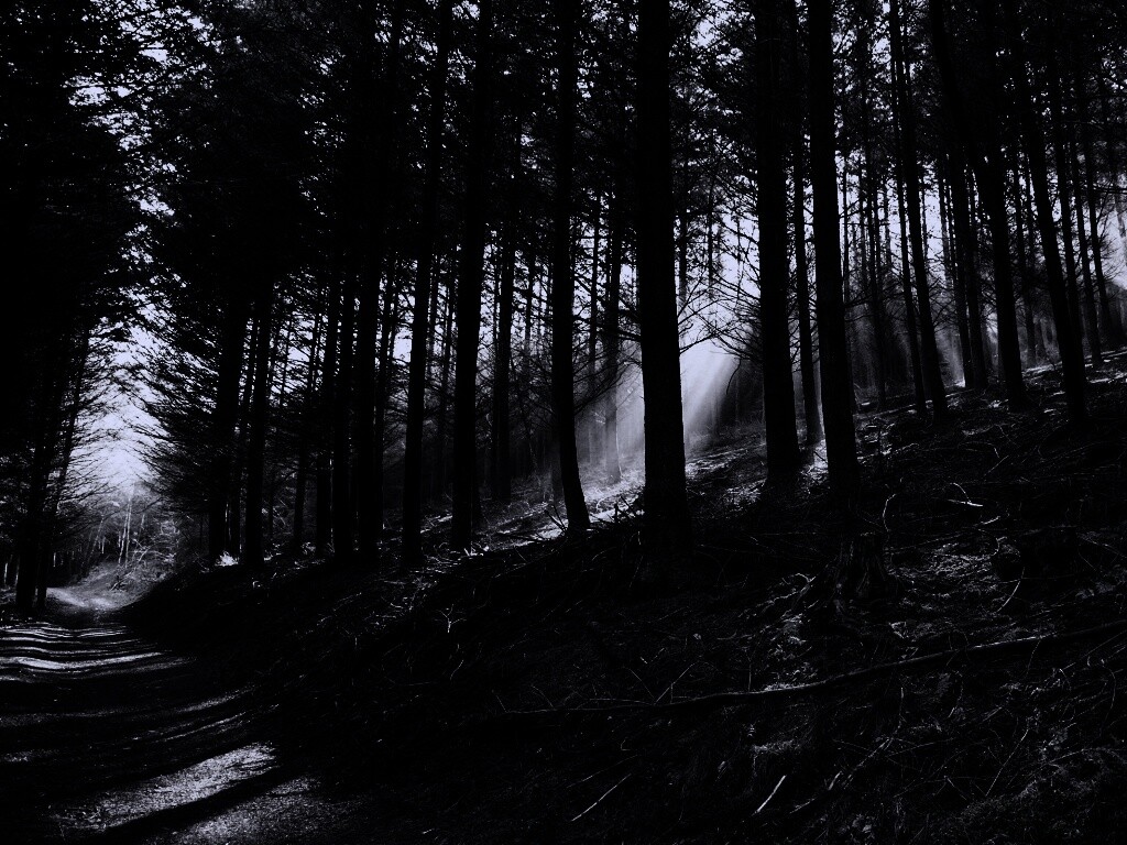 Лесная дорога обои