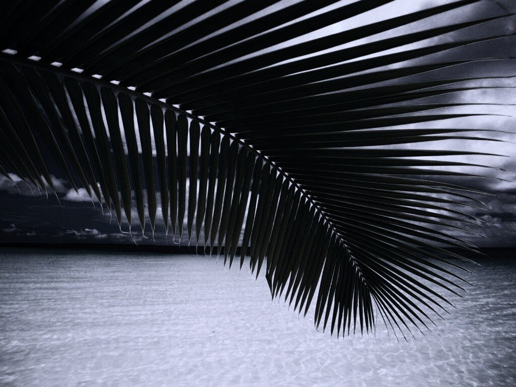 Пальмовый лист обои