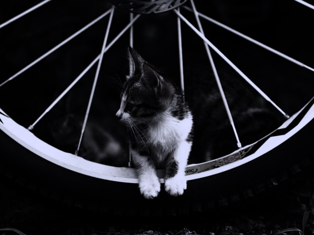 Маленький котенок обои