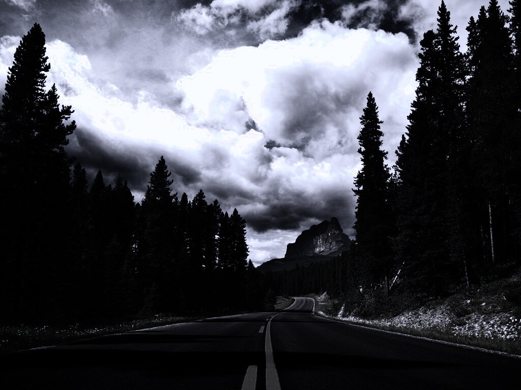 Красивая лесная дорога обои