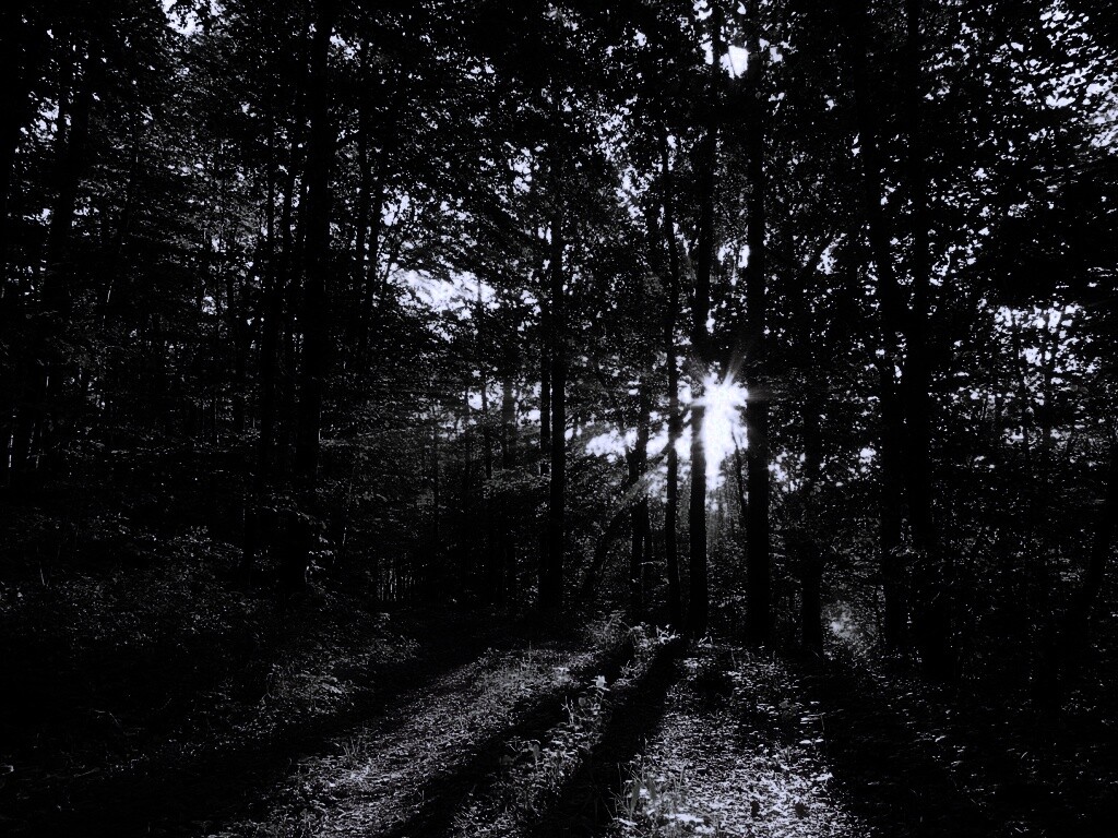 Свет сквозь деревья обои