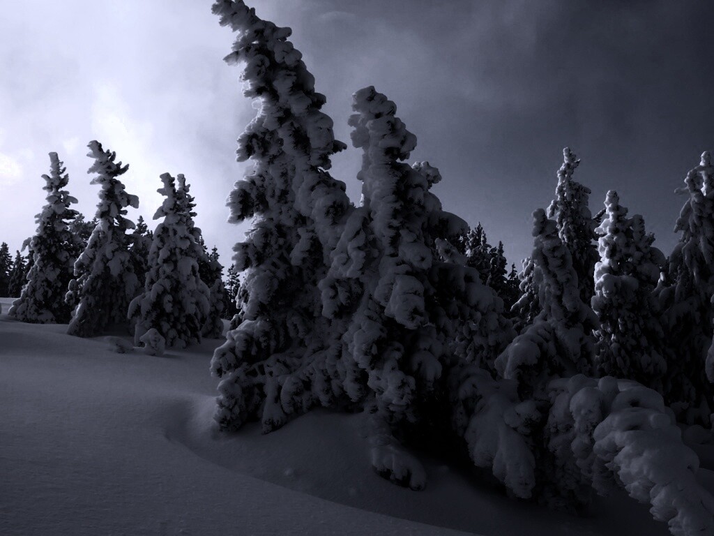 Ели в снегу обои