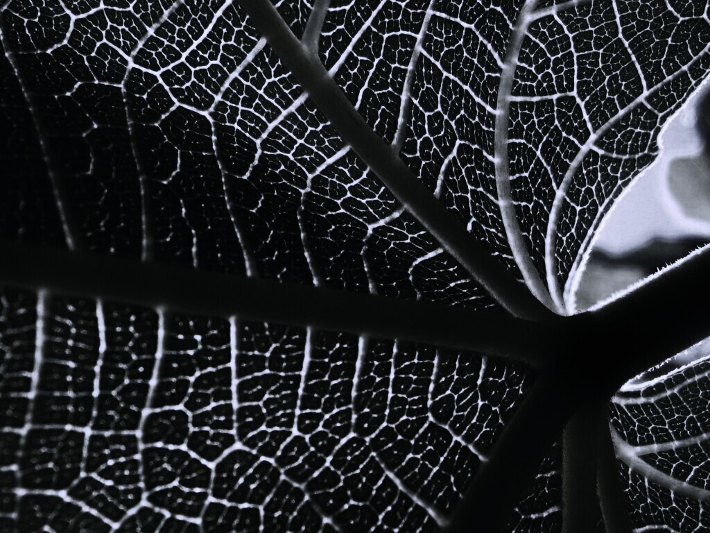 Внутренняя сторона листа обои