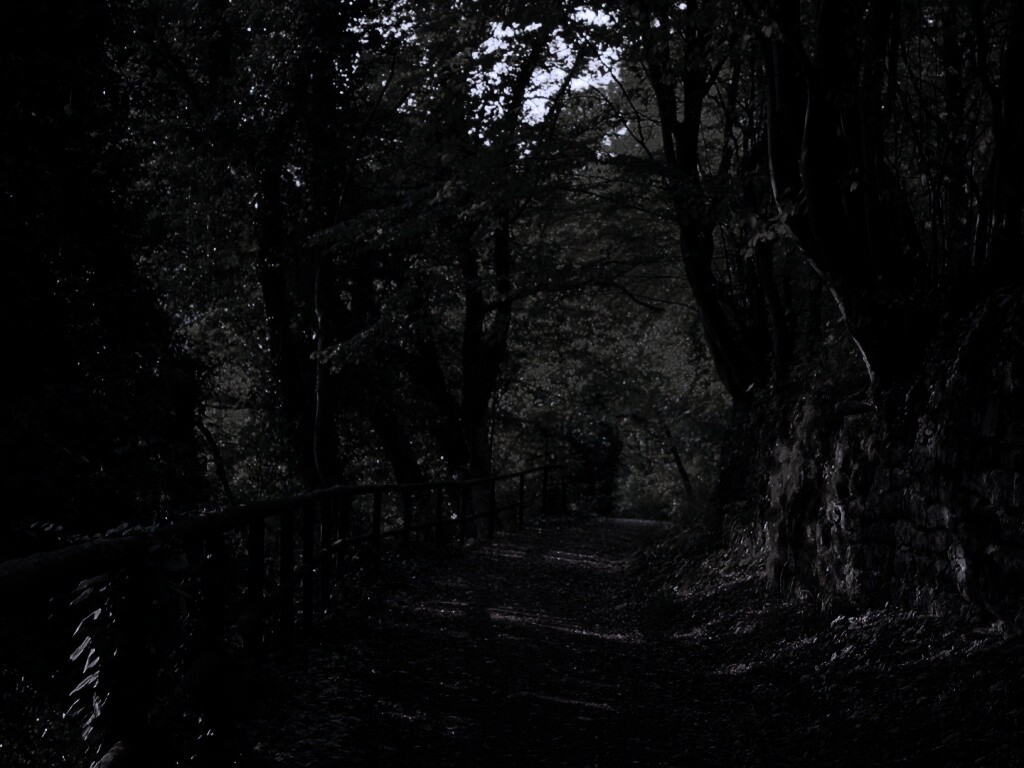 Лесная дорожка обои