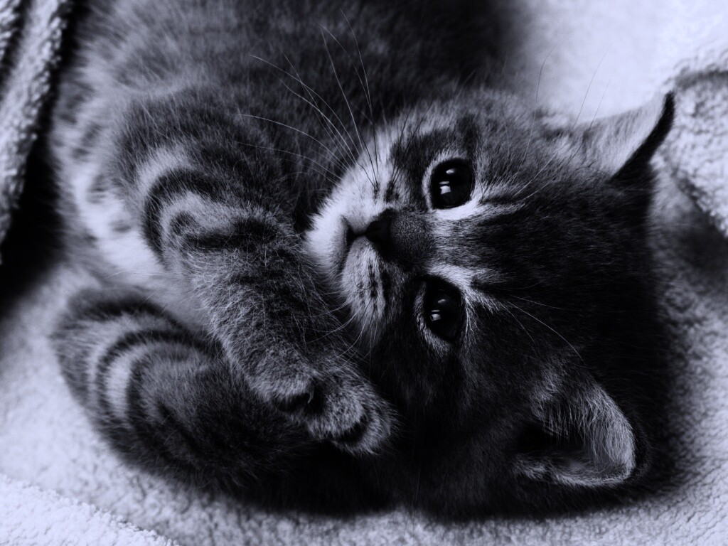 Маленький пушистик обои