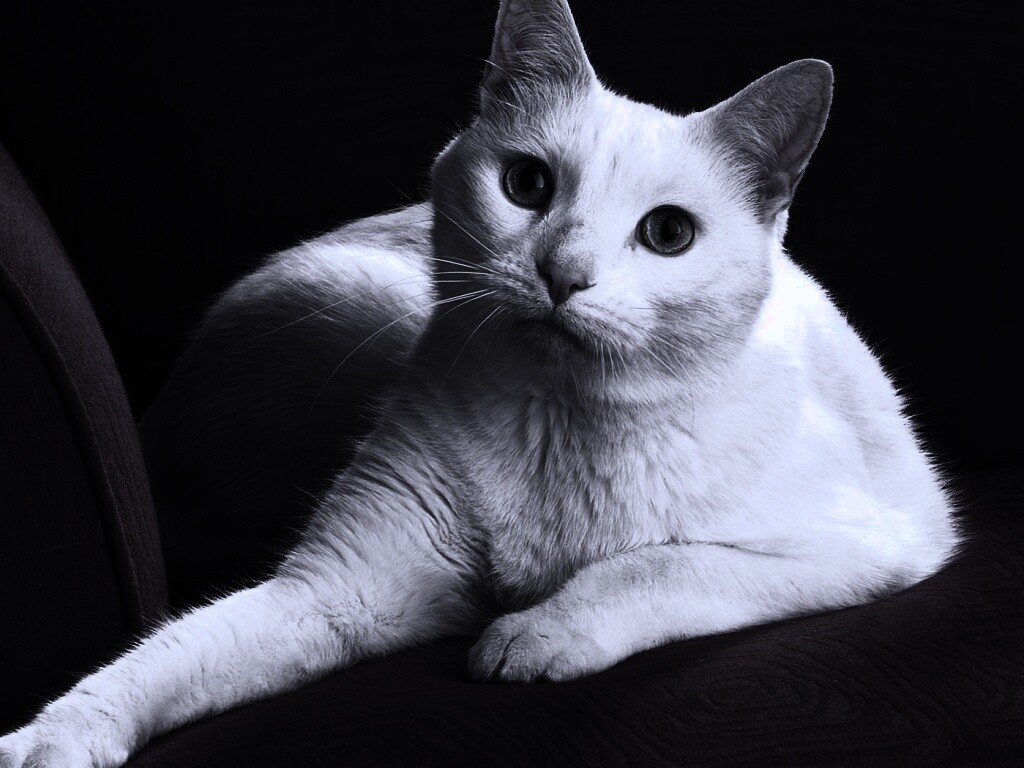 Белой кот на красном диване обои