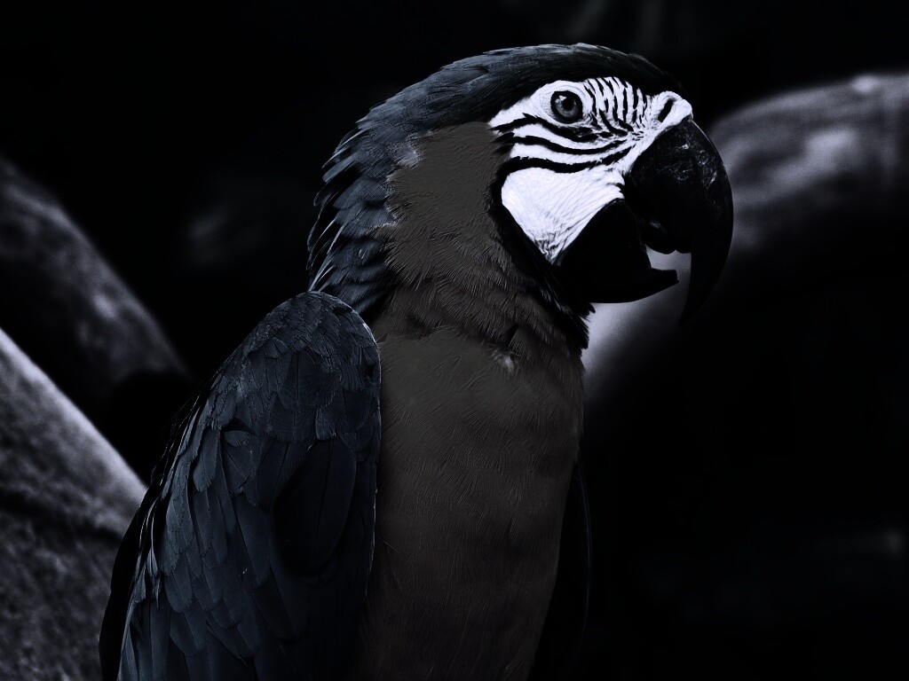 Разноцветынй попугай обои