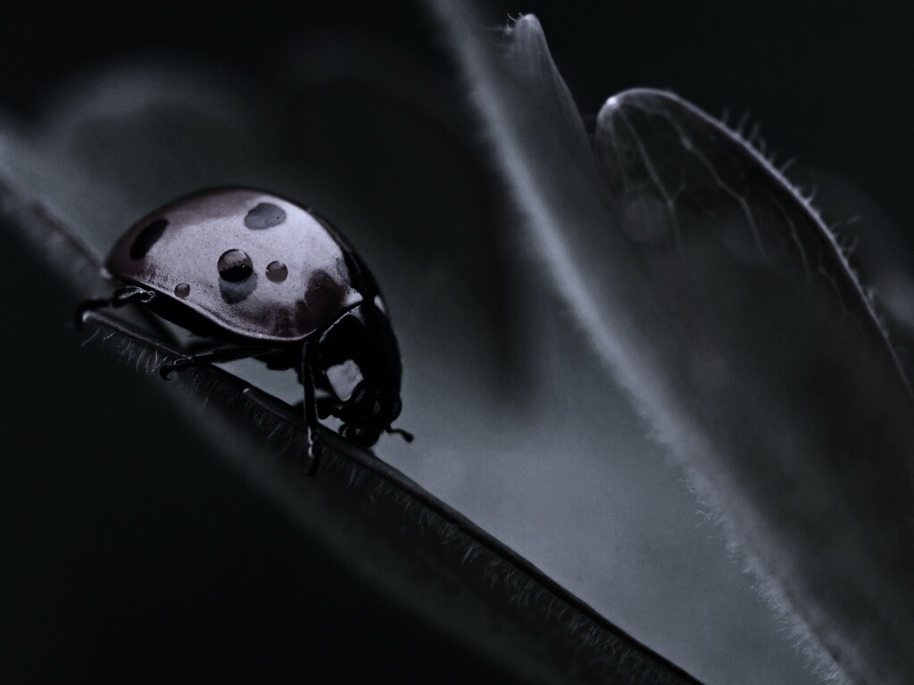 Божья коровка обои