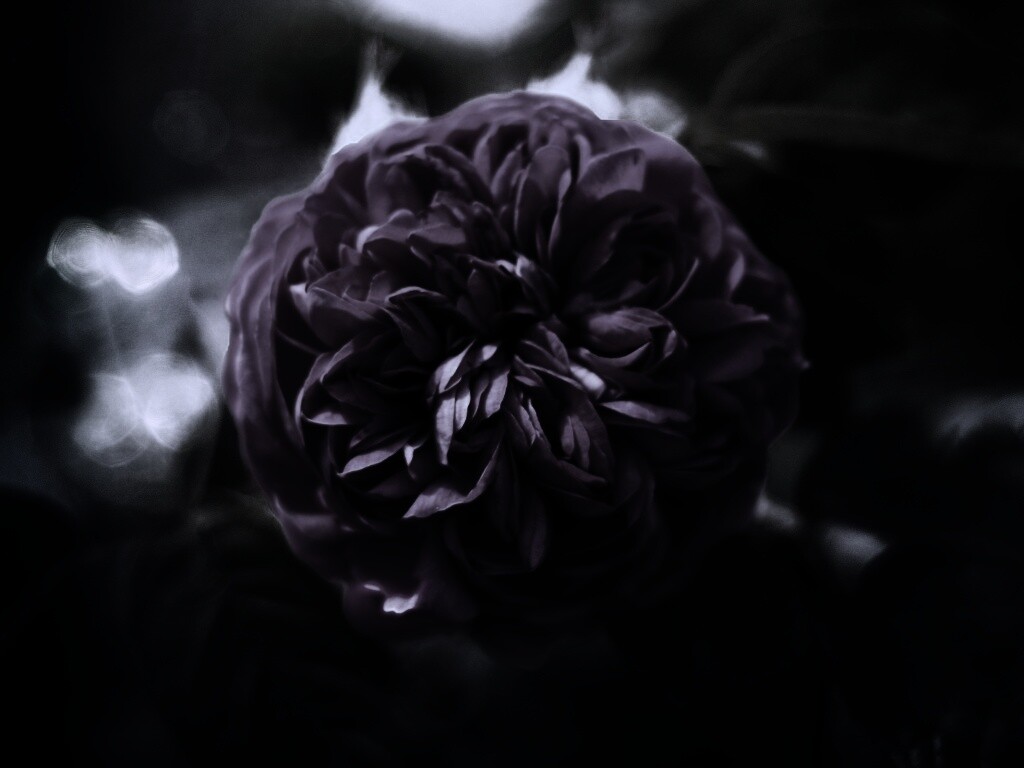 Клевер крупным планом обои