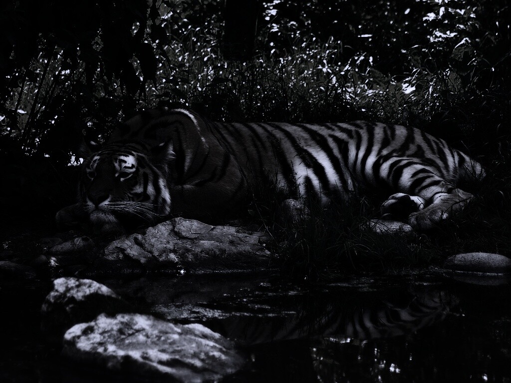 Тигр отдыхает обои