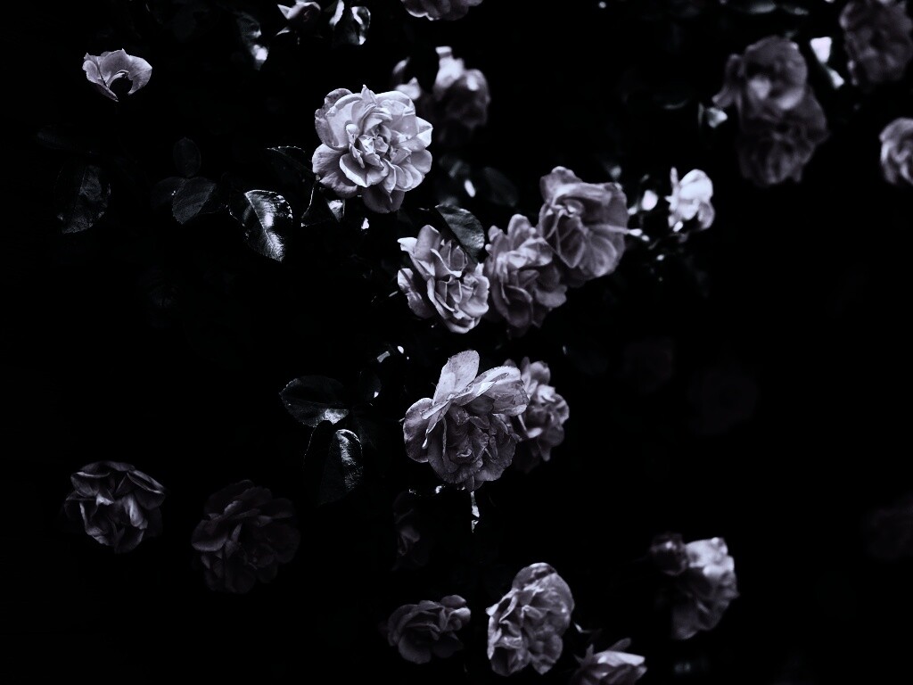 Розовый куст обои