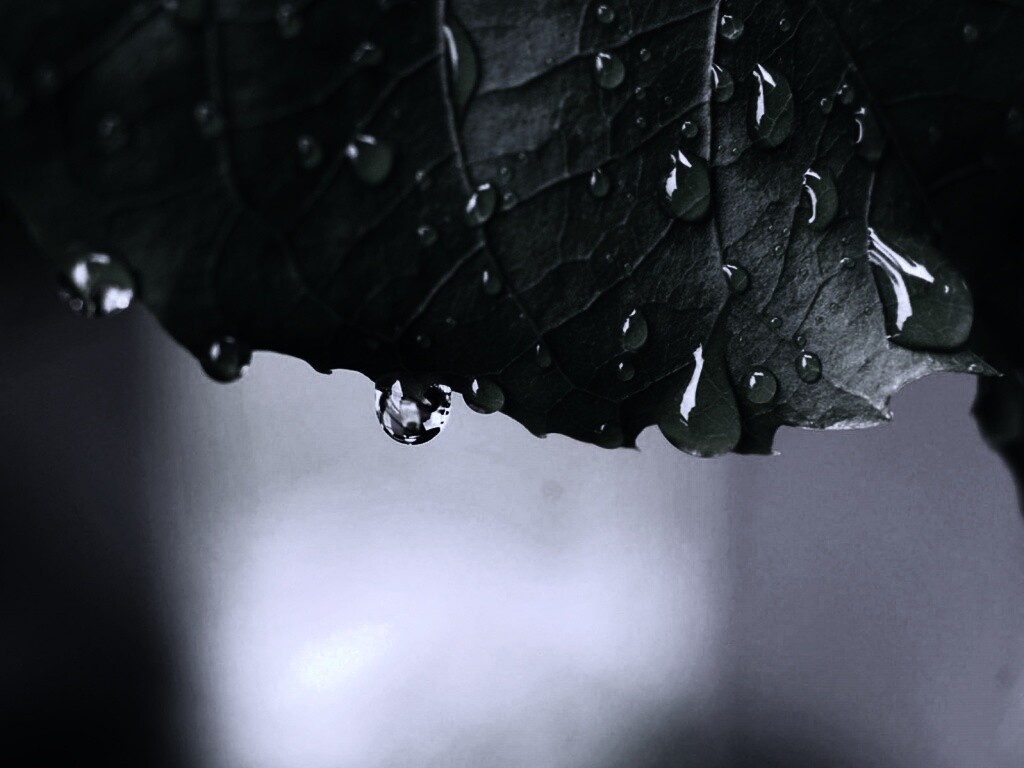 Роса на листе в макро обои