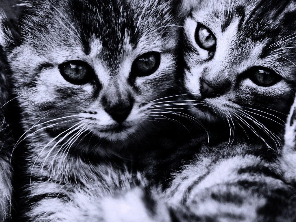 Котята в обнимку обои