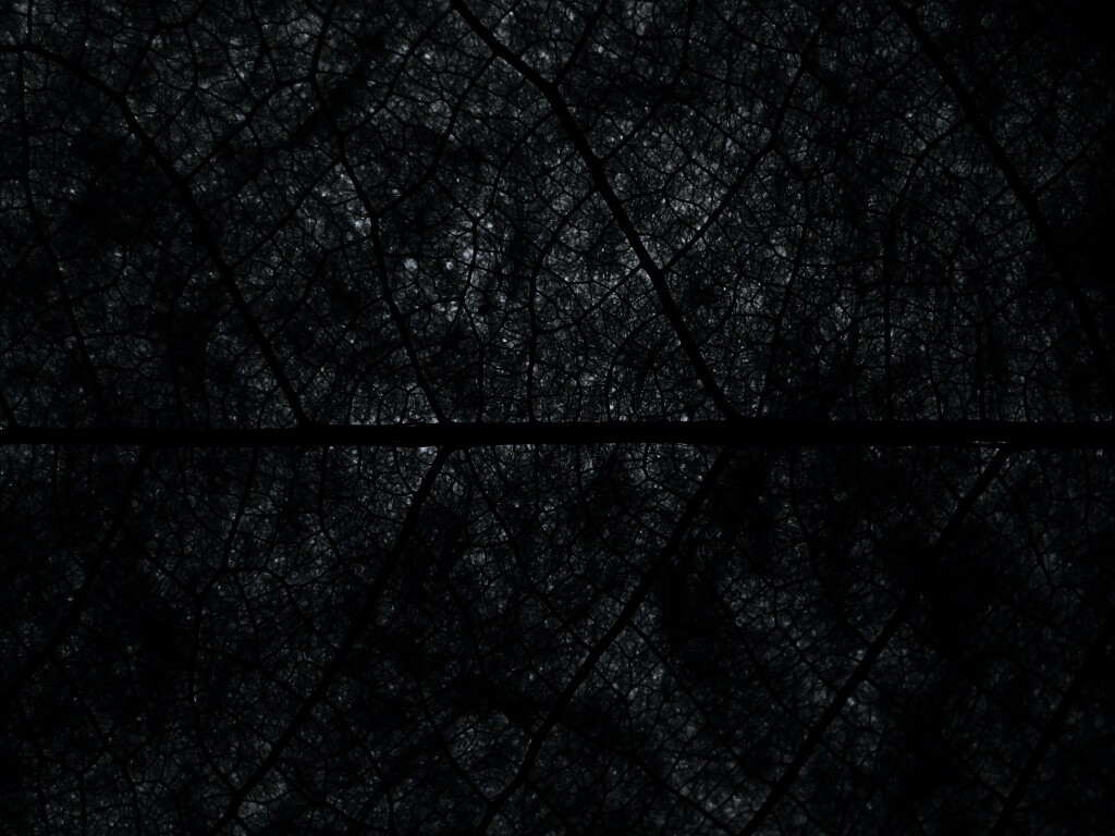 Свечение зеленого листа в макро обои