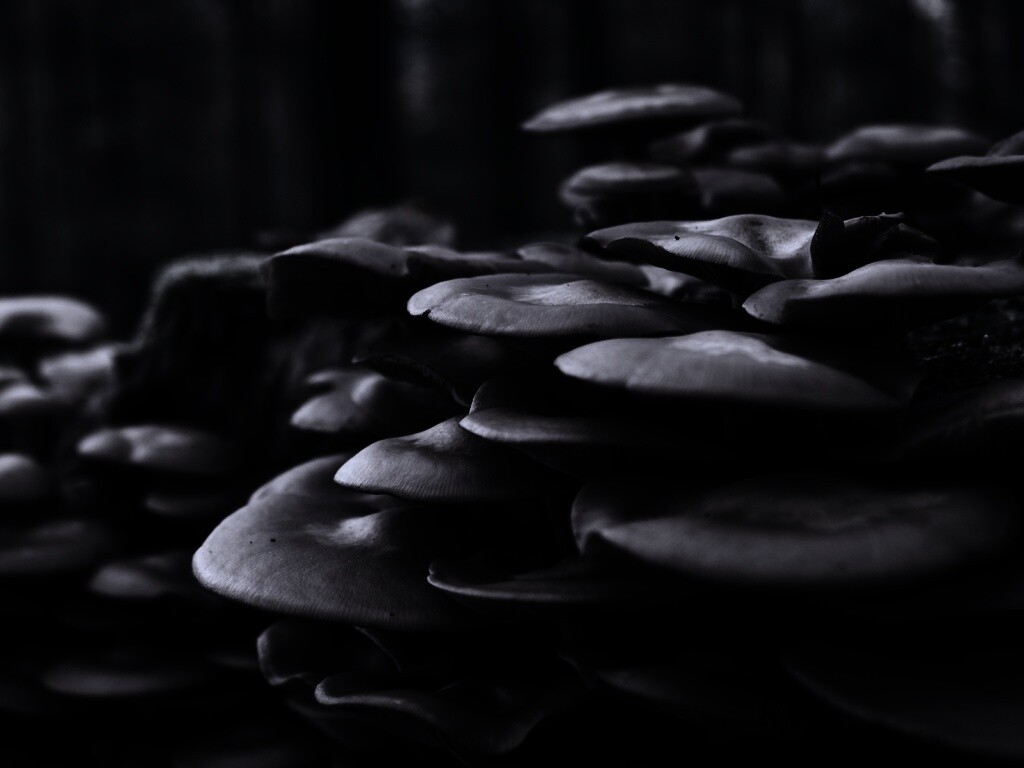 Лесные грибы на пне обои