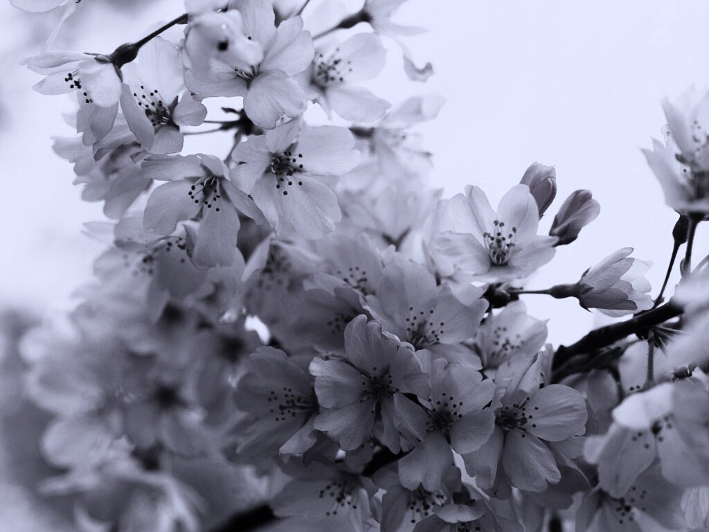 Цветение вишни обои