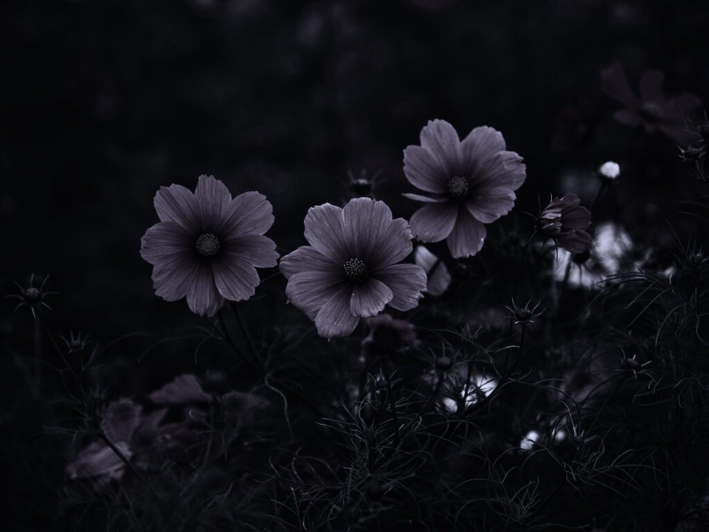 Яркие розовые цветы обои