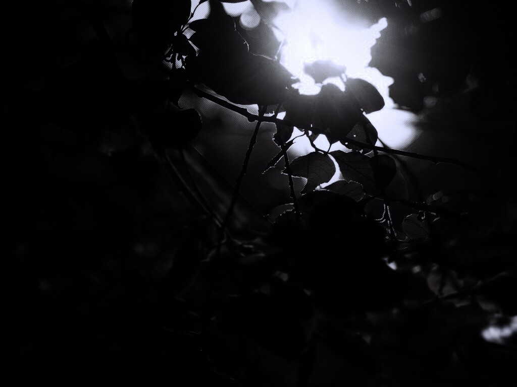 Солнце пробивается сквозь листву обои