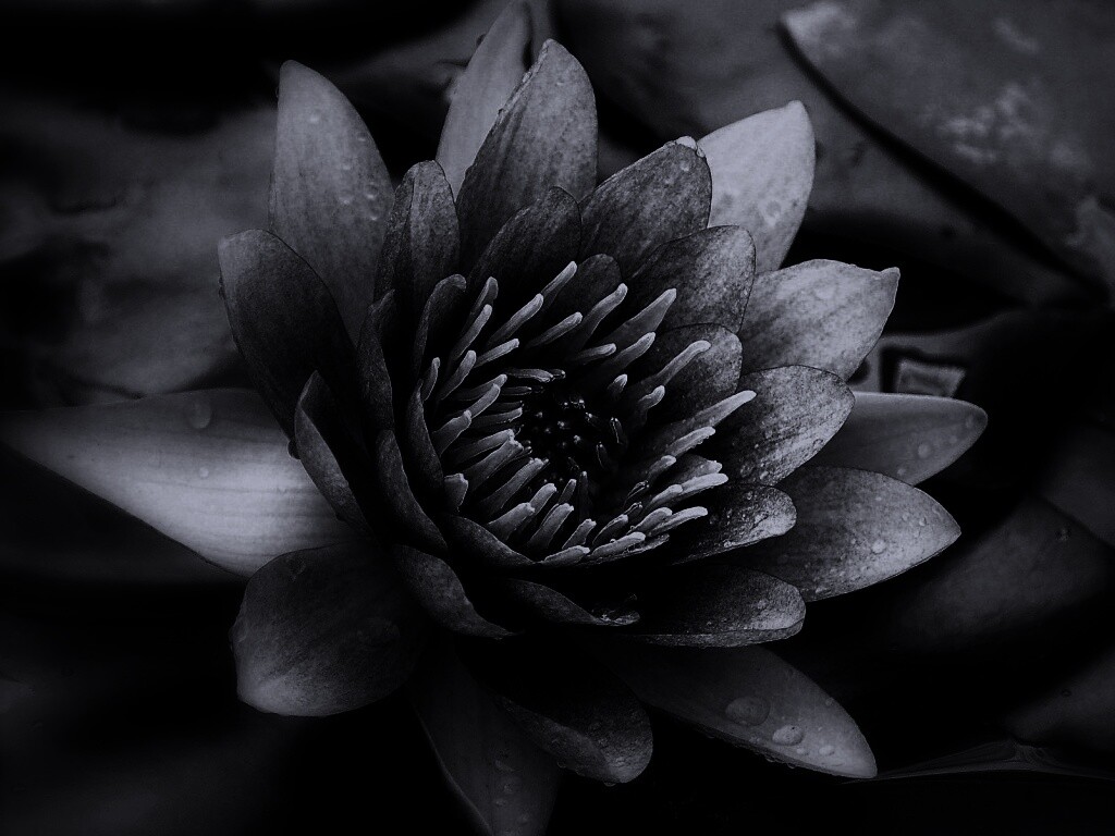 Кувшинка обои