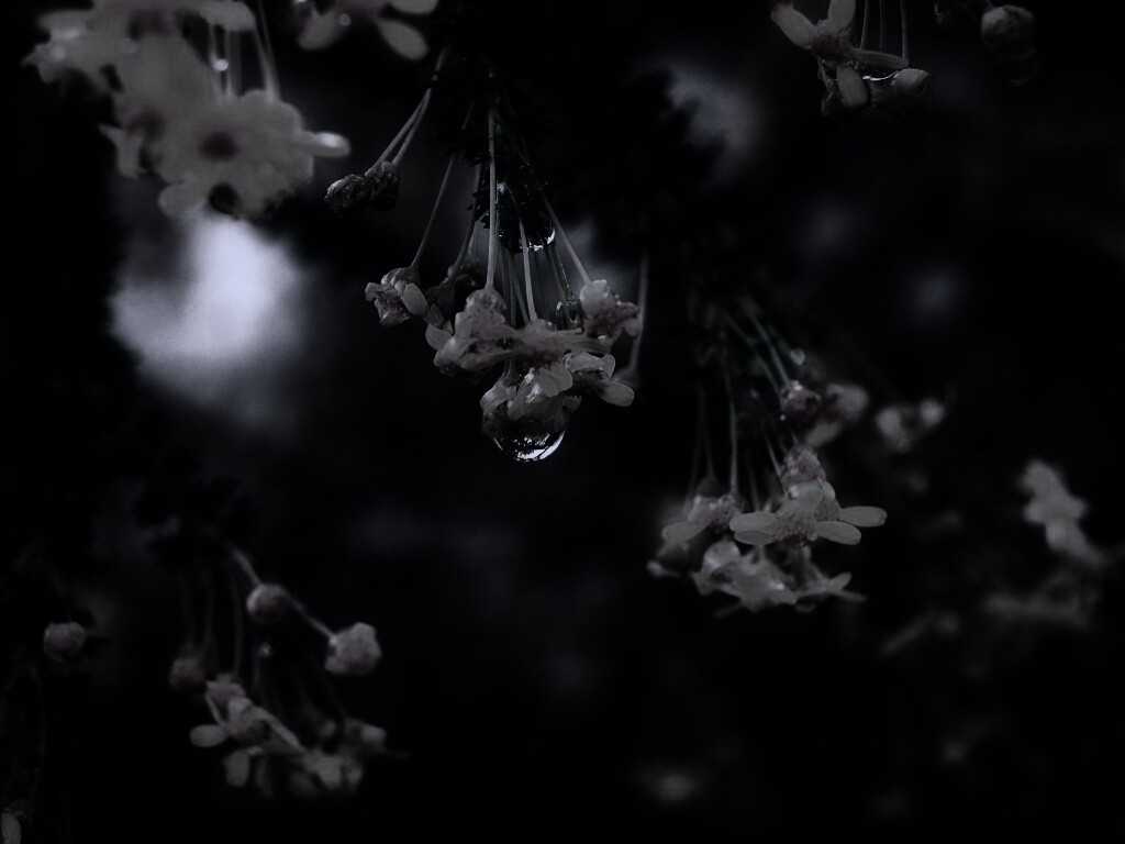 Жёлтые цветочки на ветке обои