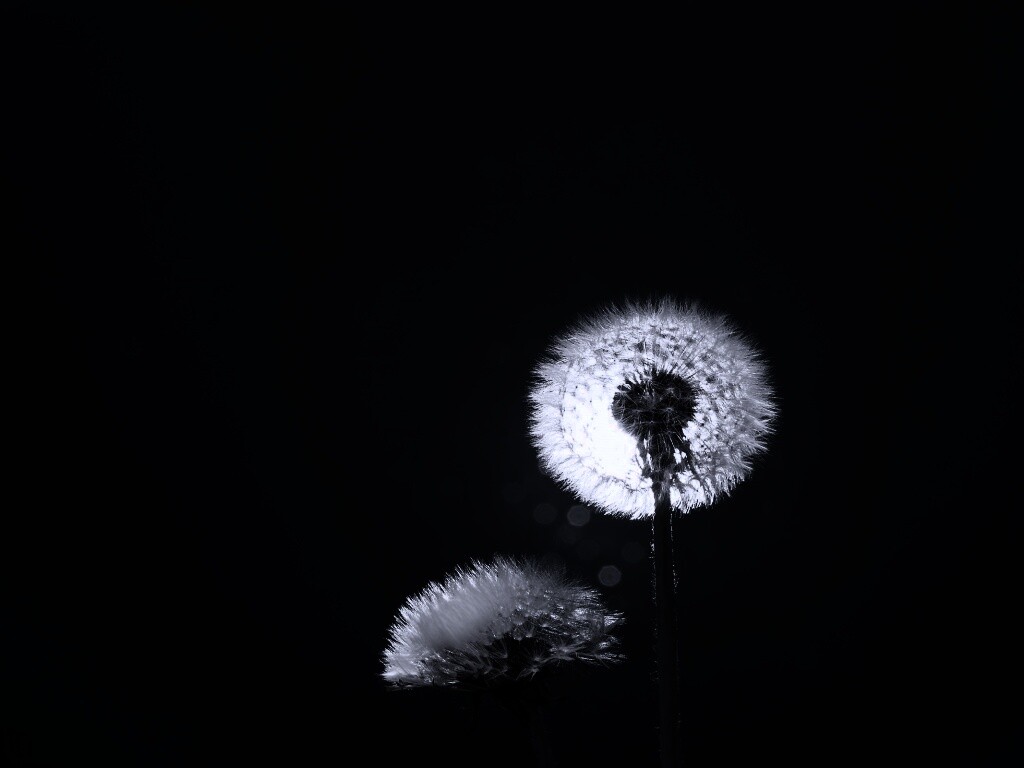 Два одуванчика обои