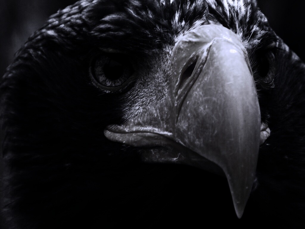 Орёл - птица гордая обои