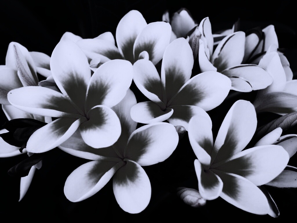 Прекрасные цветы обои