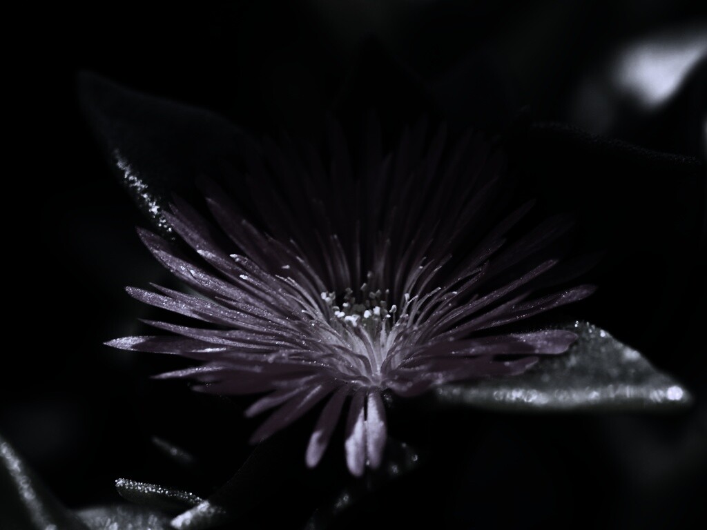 Чудесный цветок обои