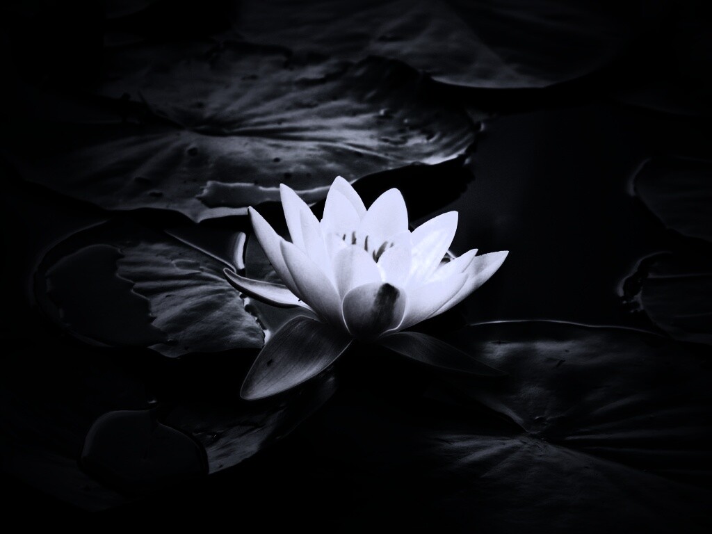 Кувшинка обои