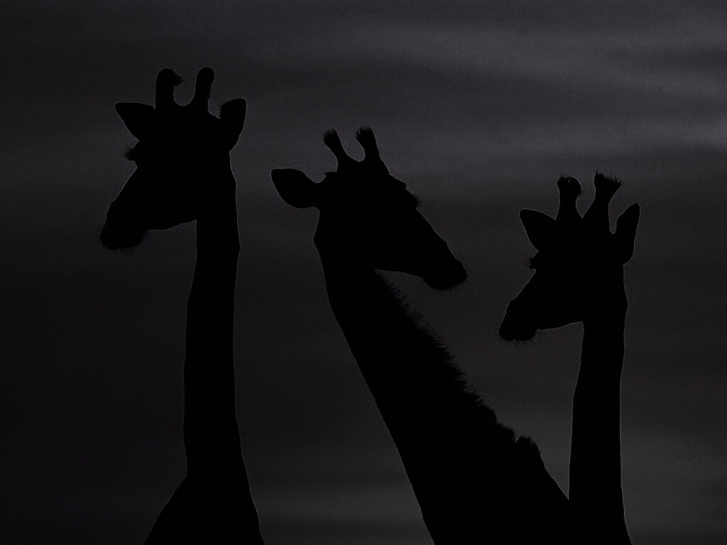 Три силуэта жирафов на фоне неба обои