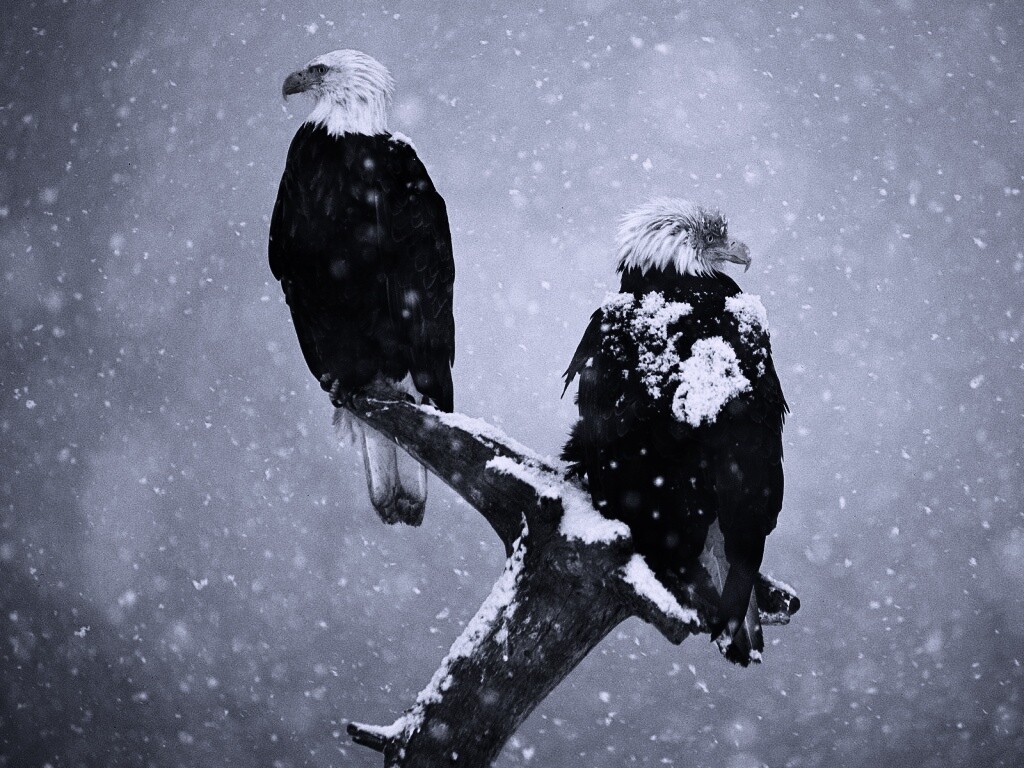 Орлы на ветке в снегопад обои
