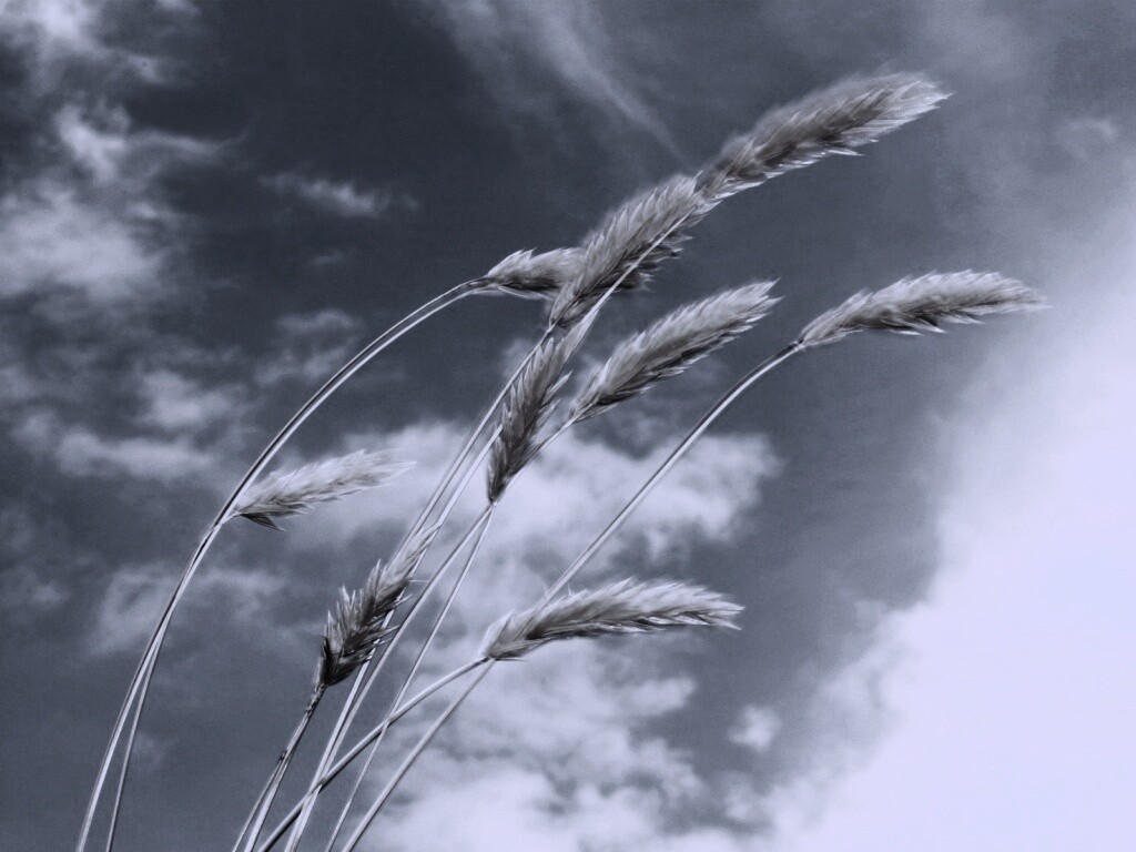 Колосья обои