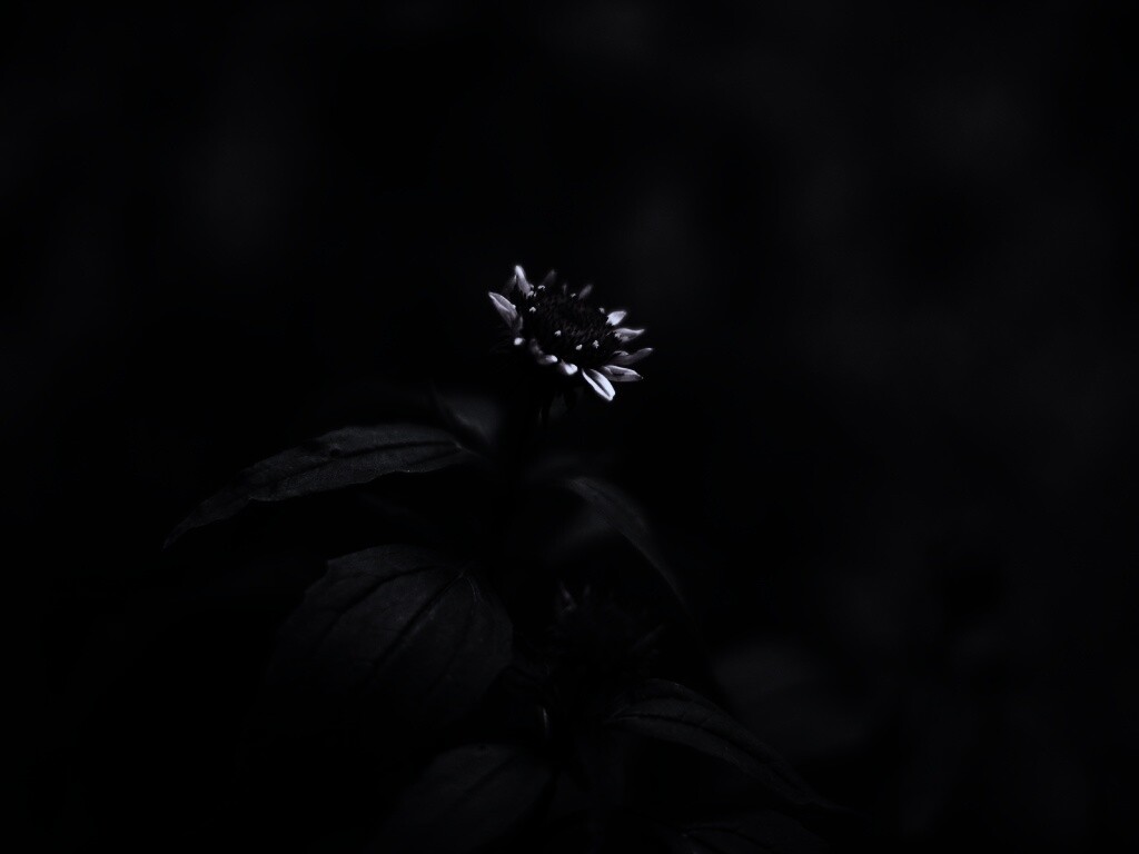 Фотография цветка обои