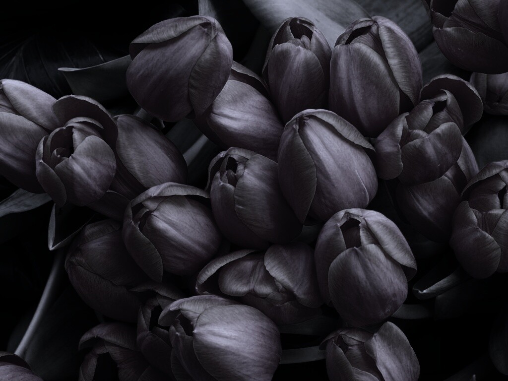 Букет красных тюльпанов обои